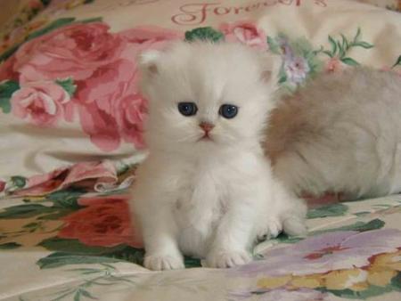 chaton