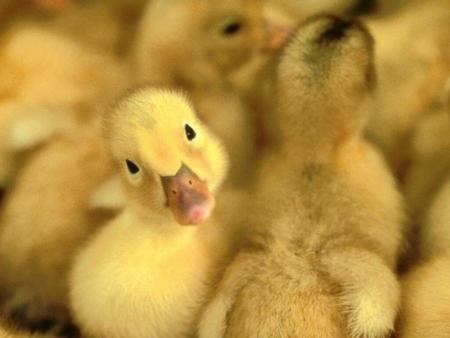 trop chou
