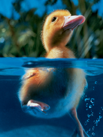 petit canard